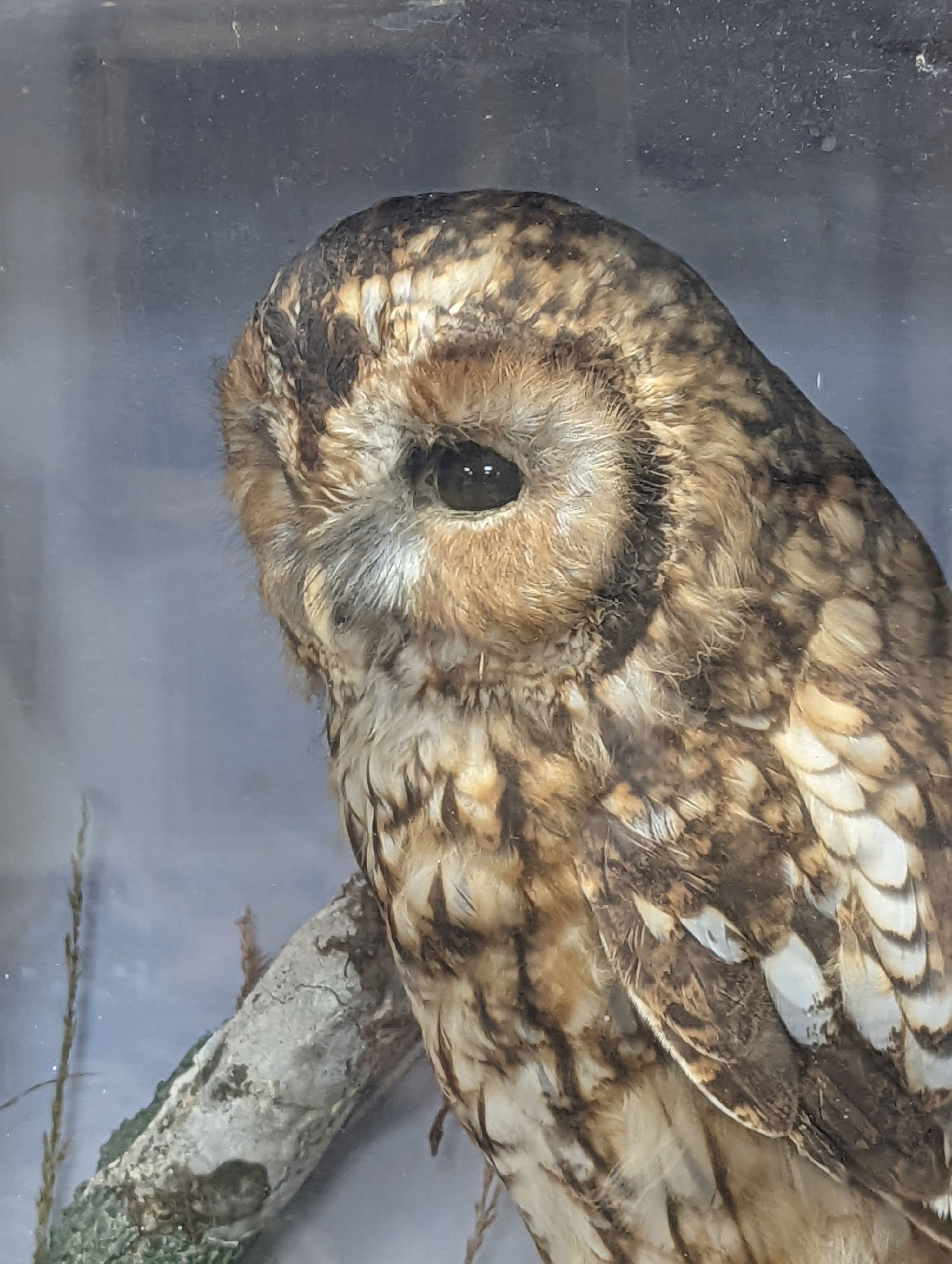 Taxidermic barn and tawny owls in glazed case 55cm